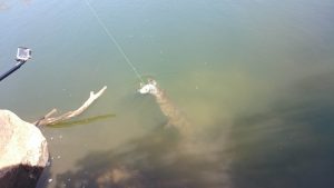 The croc stealing Ric's barramundi