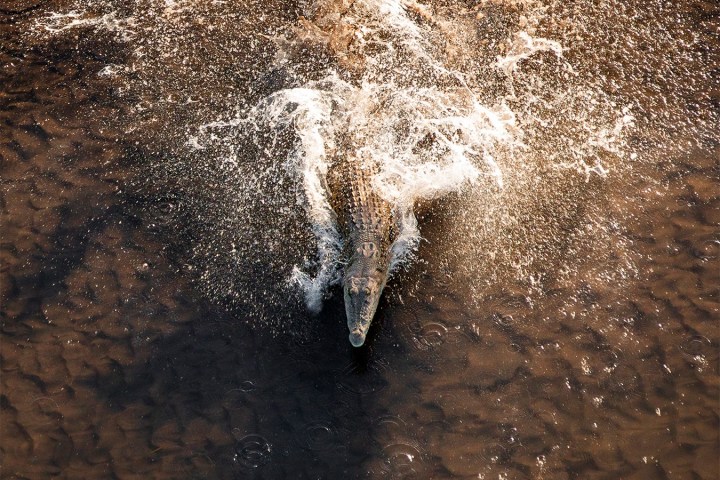 Crocodile swimming in murky water with splashes around it.